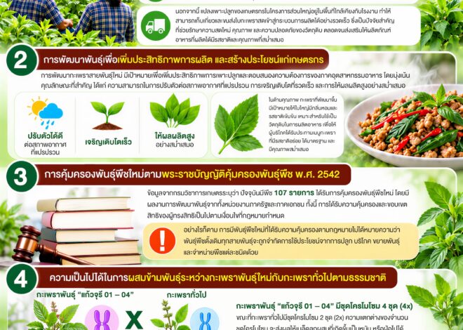 ประเทศไทยมีกะเพราหลากหลายสายพันธุ์ โดยมีข้อมูลระบุว่ามีกะเพรามากกว่า 300 สายพันธุ์ ซึ่งประชาชน เกษตรกร และผู้ประกอบการสามารถปลูก บริโภค และจำหน่ายได้ตามปกติ